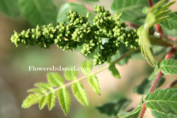 Israel, Plants, Botany, Palestine, Nature