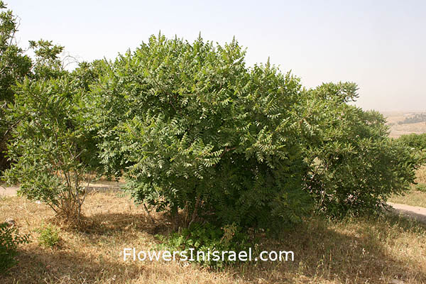 Israel Native plants, Palestine