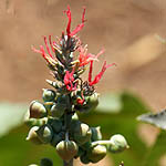 Ricinus communis, Israel, Cream colored flowers