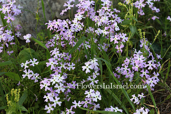 Ricotia lunaria, Maltese Cross Ricotia, כרמלית נאה