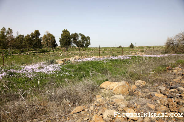 Ricotia lunaria, Maltese Cross Ricotia, כרמלית נאה