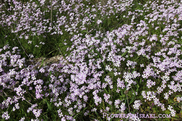 Native plants of Israel