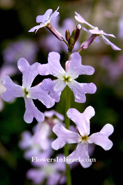 Native plants of Palestine