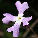 Ricotia lunaris, Israel, Native Plants, Wildflowers