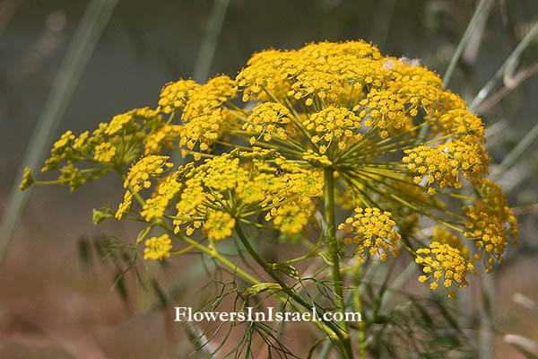 Ridolfia segetum, Carum ridolfia,Corn parsley, False fennel, False caraway, Goldspray, נירית הקמה