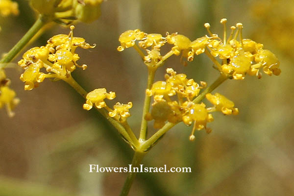 Ridolfia segetum, Carum ridolfia,Corn parsley, False fennel, False caraway, Goldspray, נירית הקמה