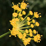 Ridolfia segetum, Israel, Native Plants, Wildflowers