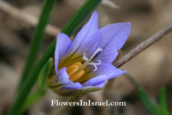 Romulea bulbocodium, Ixia bulbocodium, Crocus-leaved romulea, רומוליאה الرومولية الزعفرانية,סגלולית