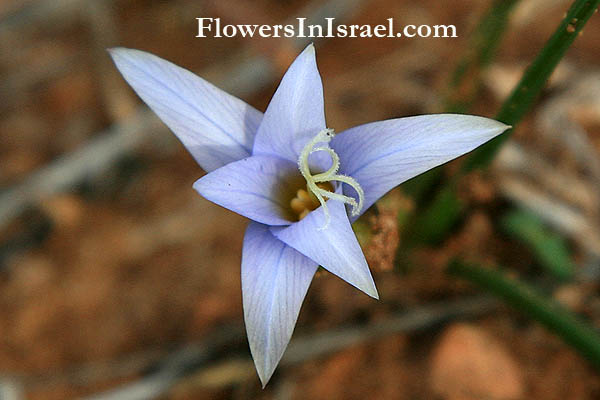 Israel, Nature, Travel, Wildflowers