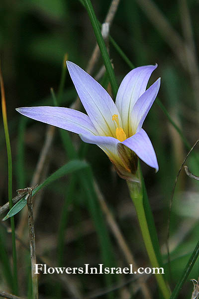 Vilda blommor i Israel