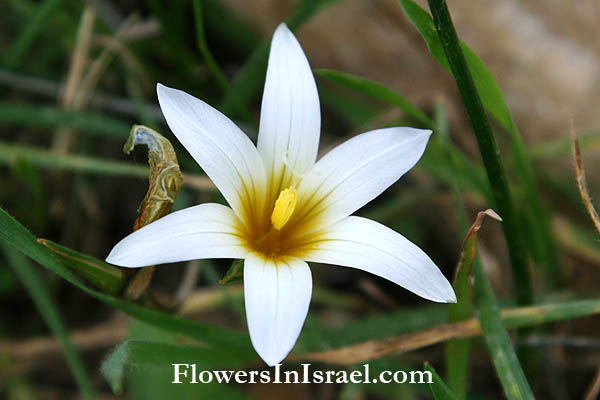 Romulea bulbocodium,Crocus-leaved romulea, רומוליאה סגלולית