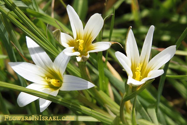 National, Native and other Popular Flowers of Israel
