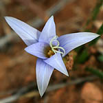 Romulea bulbocodium, Israel, Lilach flowers, Lilac Flowers