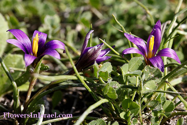  Romulea phoenicia, Phoenician romulea, רומולאה צידונית, الرومولية الفينيقية