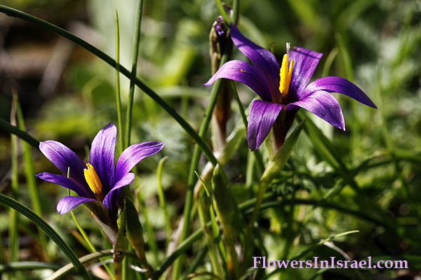 Vilda blommor i Israel