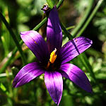 Romulea phoenicia, Israel, Violet colored Wildflowers