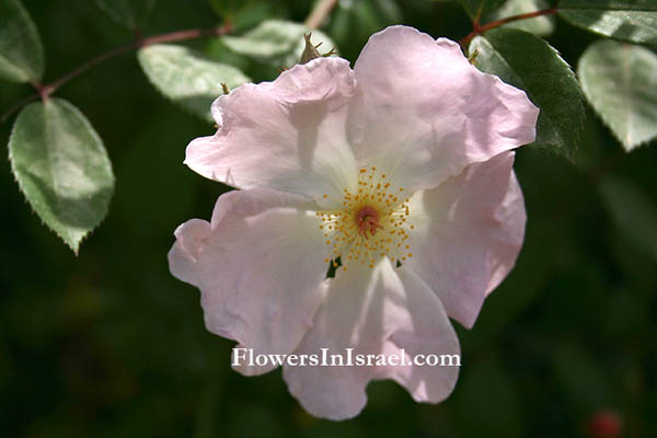 Rosa Canina, Dog Rose, Wild Brier,ورد جوري بري  ,  نسرين, ורד הכלב