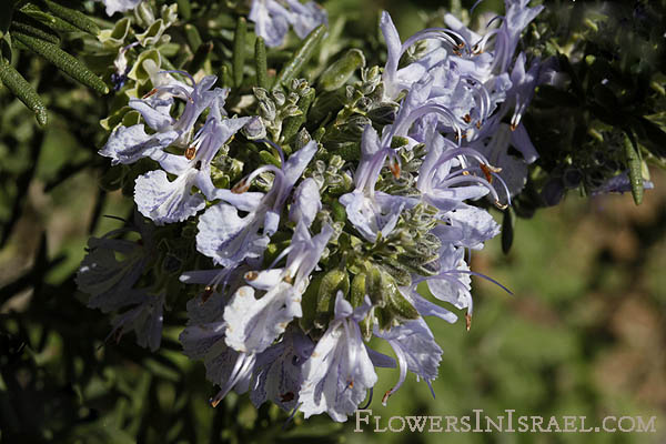 Israel, Native plants, Palestine, Nature