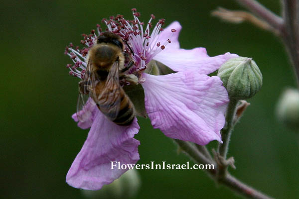 Indigenous flowers of Israel