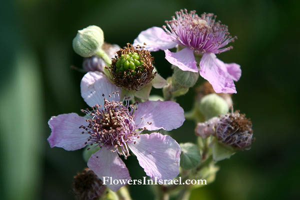 Rubus sanguineus, Rubus sanctus, Holy Bramble, Blackberry, العليق المقدس , פטל קדוש