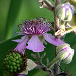 Rubus sanguineus, Israel, Violet colored Wildflowers