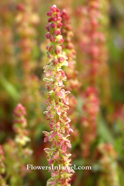 Израиль Дикие цветы и растения родной, Rumex bucephalophorus, Acetosa bucephalophora, Horned Dock, Red Dock, חומעת ראש-הסוס