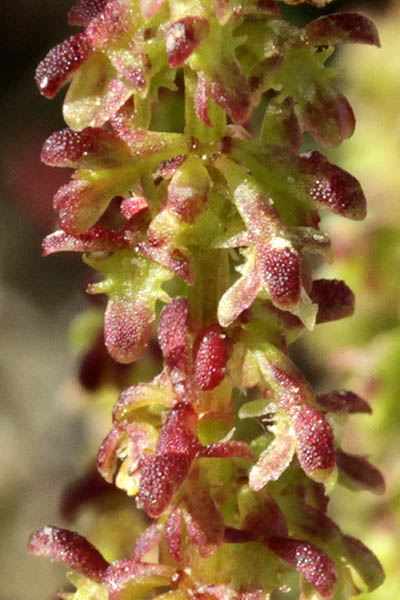 Израиль Дикие цветы и растения родной, Rumex bucephalophorus, Acetosa bucephalophora, Horned Dock, Red Dock, חומעת ראש-הסוס