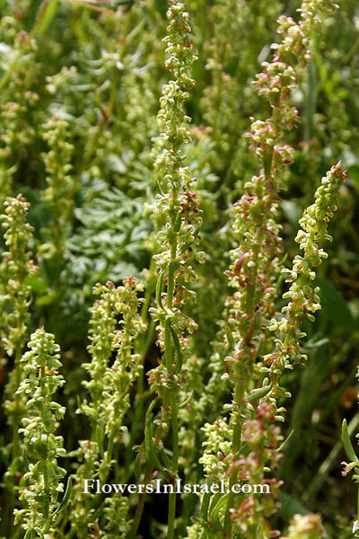 Indigenous flowers of Israel