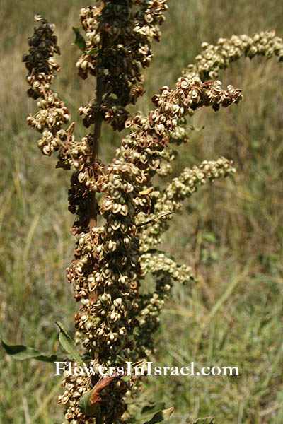 Rumex crispus, Curled Dock, Curly Dock, Yellow Dock, Sour Dock, Narrow Dock, חומעה מסולסלת 