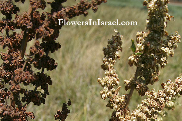 Indigenous flowers of Israel