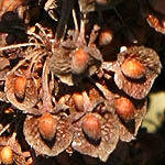 Rumex crispus, Flora, Israel, Wildflowers, green flowers