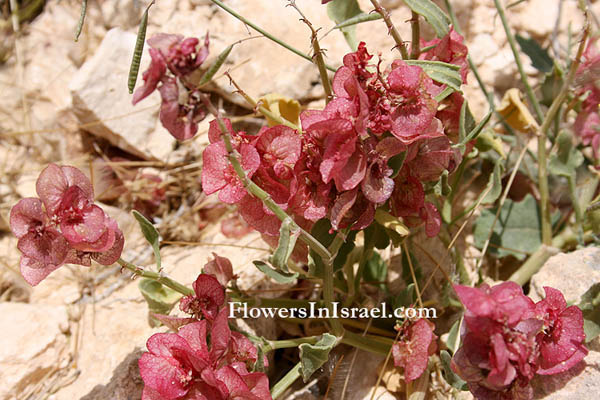 Израиль Дикие цветы и растения родной, Flowers  Israel | Flower Delivery | Online Florist | Send Flowers
