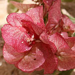 Rumex cyprius, Israel, Native Plants, Wildflowers