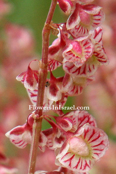 Rumex occultans, Puff-fruit Dock, חומעה עטויה, حمز الرمال