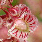 Rumex occultans, Israel, Red flowers