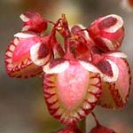 Rumex pictus, Flora, Israel, Wildflowers, green flowers