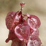 Rumex vesicarius, Israel, Native Plants, Wildflowers