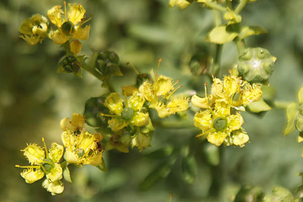 Flowers in Israel