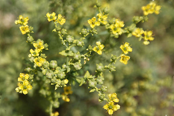 Ruta chalepensis,Ruta bracteosa, Fringed rue,Citronelle Marron, Egyptian Rue,Ruda,herb-of-grace,פיגם מצוי