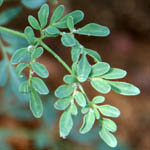 Ruta chalepensis, Israel, Native Plants, Wildflowers