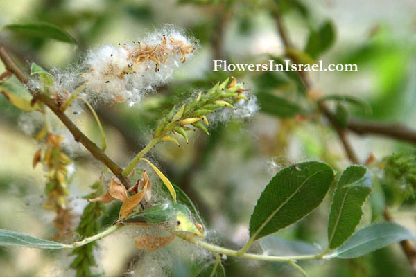 Salix alba, White willow, Swallow tailed willow, ערבה לבנה ,الصفصاف الأبيض