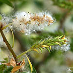 Salix alba, White willow, Swallow tailed willow, Hebrew: ערבה לבנה, Arabic: الصفصاف الأبيض 