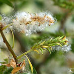 Salix alba, White willow, Swallow tailed willow, Hebrew: ערבה לבנה, Arabic: الصفصاف الأبيض