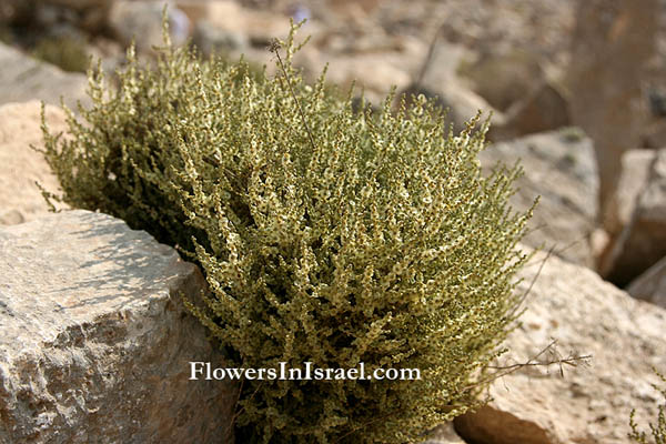 Israel, Flowers, Wildflowers, Flora