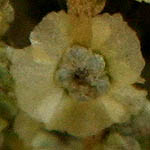 Salsola inermis, Flora, Israel, Wildflowers, green flowers