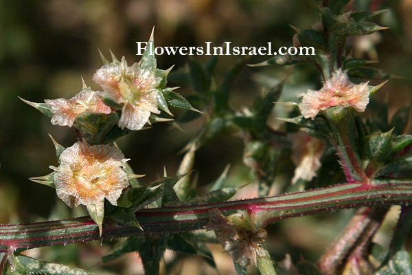 Israeli,wildflowers, Salsola kali, Prickly saltwort, Prickly glasswort, מלחית אשלגנית