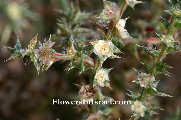 Israel, Flowers, Wildflowers, Flora