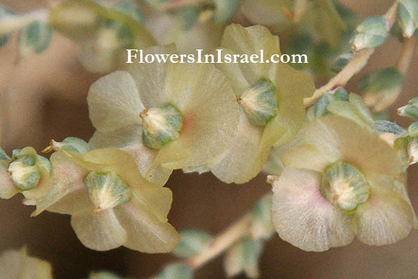 Salsola vermiculata, Salsdola damascena, Narrow-leaved saltwort, מלחית אשונה ,حمض