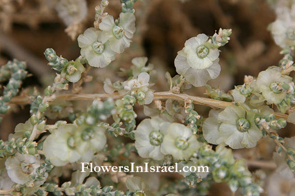 Israel, Native Plants, Pictures, Palestine