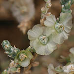 Salsola vermiculata, Flora, Israel, Wildflowers, green flowers